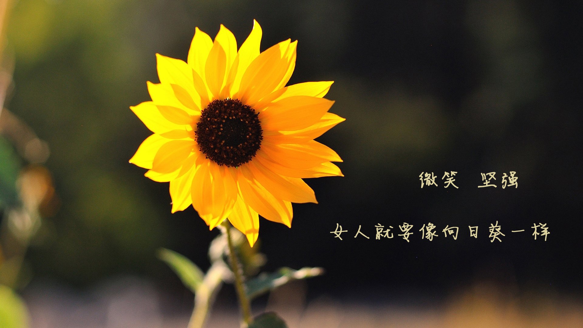 九游网游官网-新闻中心发布市场调研报告，新闻中心发布市场调研报告的目的