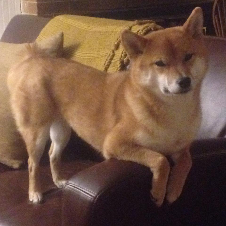 中国女篮战术执行力显著增强,中国女篮战绩如何