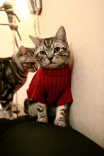 尼尔·巴特尔的防守能力帮助袋鼠队多次守住胜果,巴特尔防守奥尼尔