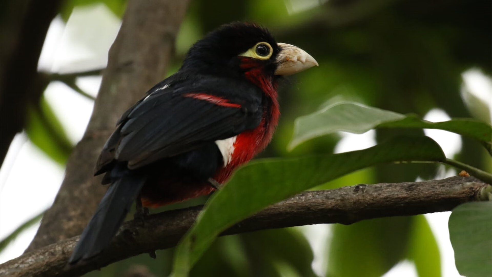 弗朗索瓦·斯图尔特:南非队的中场战术大师,每一传都充满威胁
