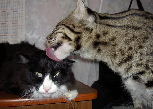 快船在训练营内设战术答题挑战激发积极性,快船教程