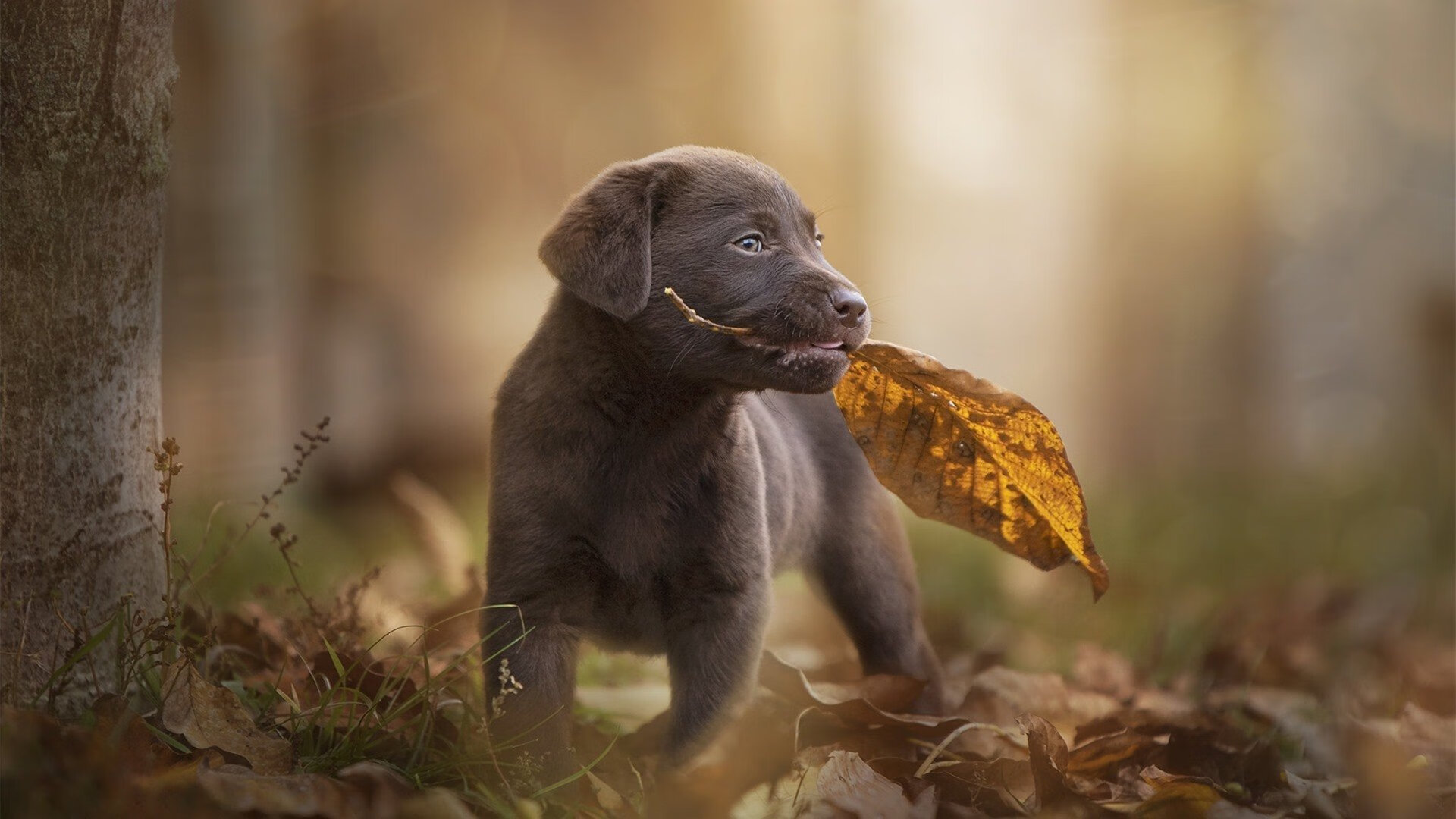 篮球馆运营模式创新引入夜训会员制提升资源利用率,篮球培训场馆
