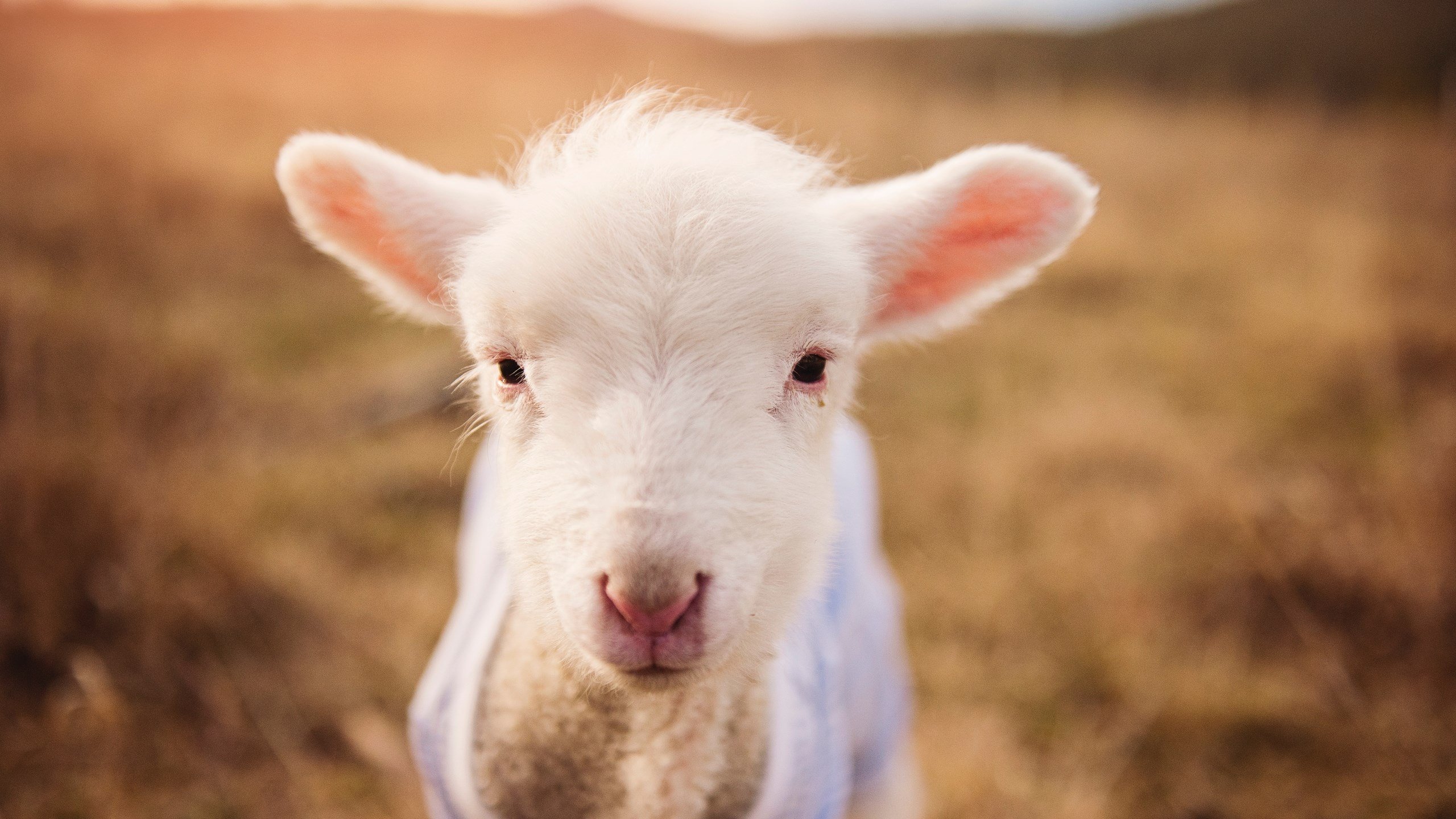 胡贝特·科斯刷新个人最佳成绩,胡安贝内特百度百科